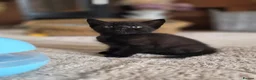 Mixed Breed cats for sale: Beautiful kittens looking for their forever homes  - Advert 38