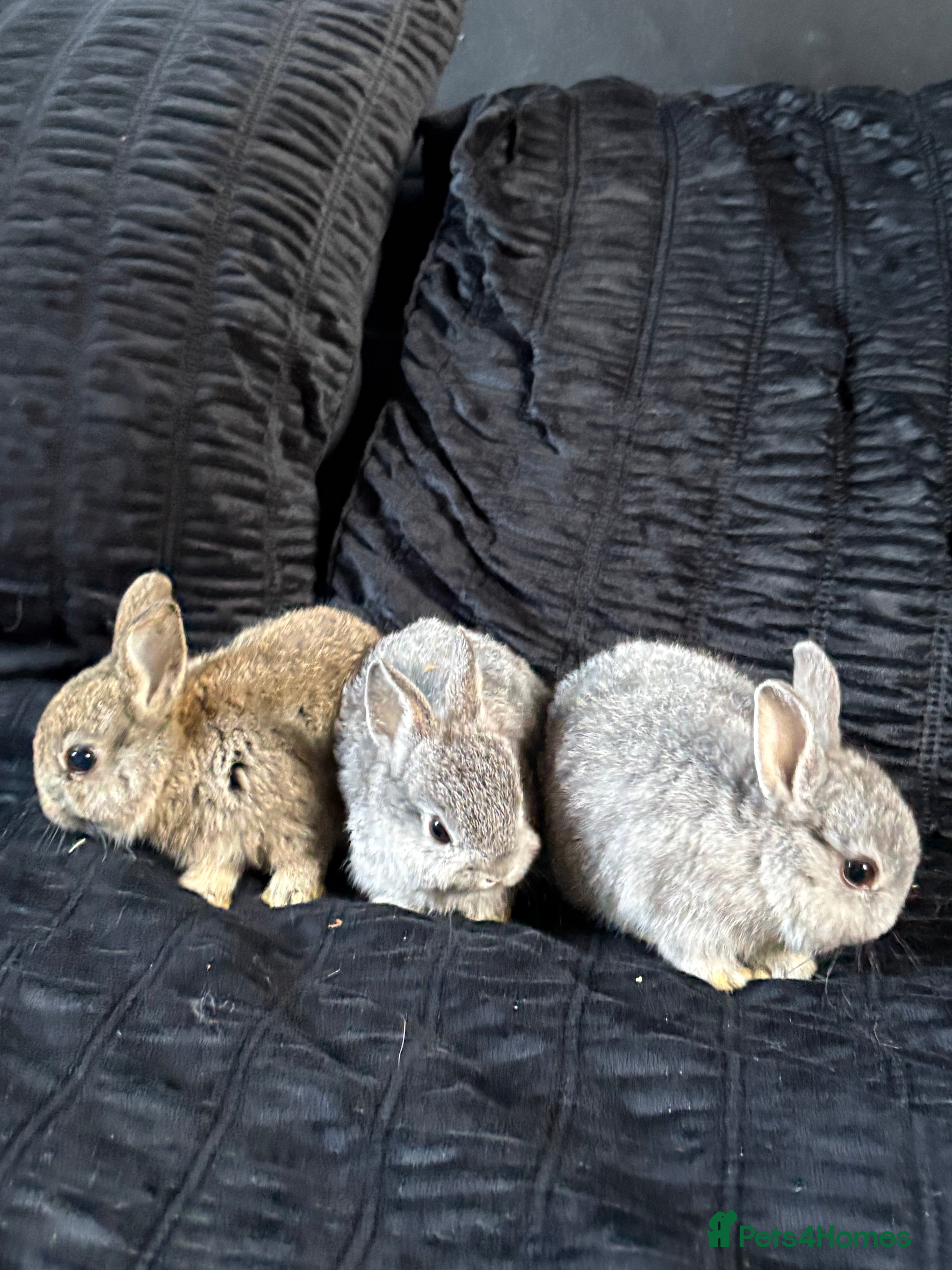 Netherland Dwarf rabbits Netherland dwarf girls  - Advert 3