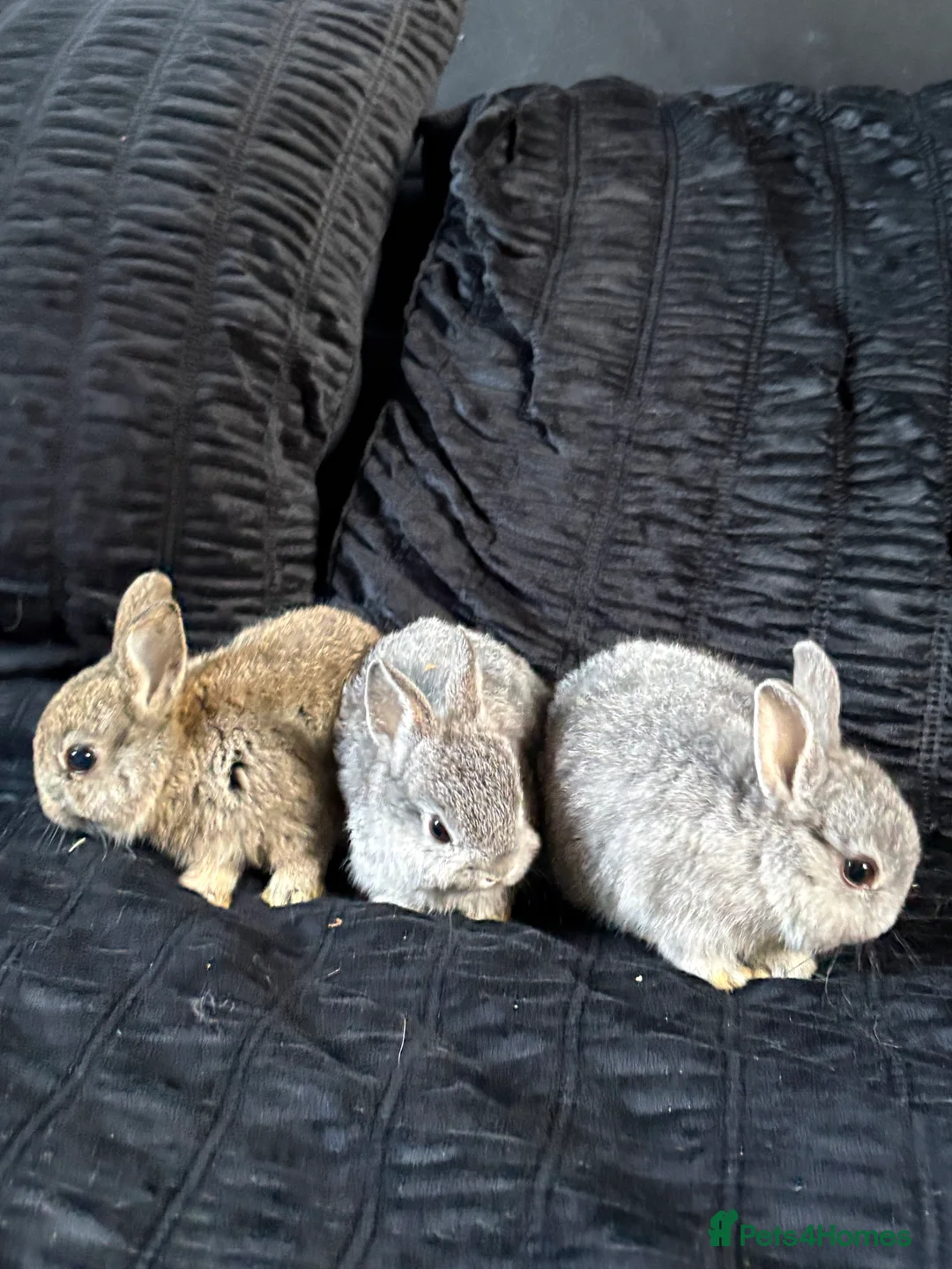 Netherland Dwarf rabbits for sale: Netherland dwarf girls  - Advert 1