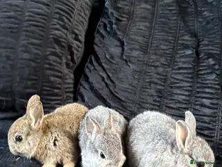 Netherland Dwarf rabbits Netherland dwarf girls - Advert 1