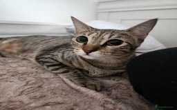 Mixed Breed cats for adoption: Nana - Playful & Sweet Girl - Image 5