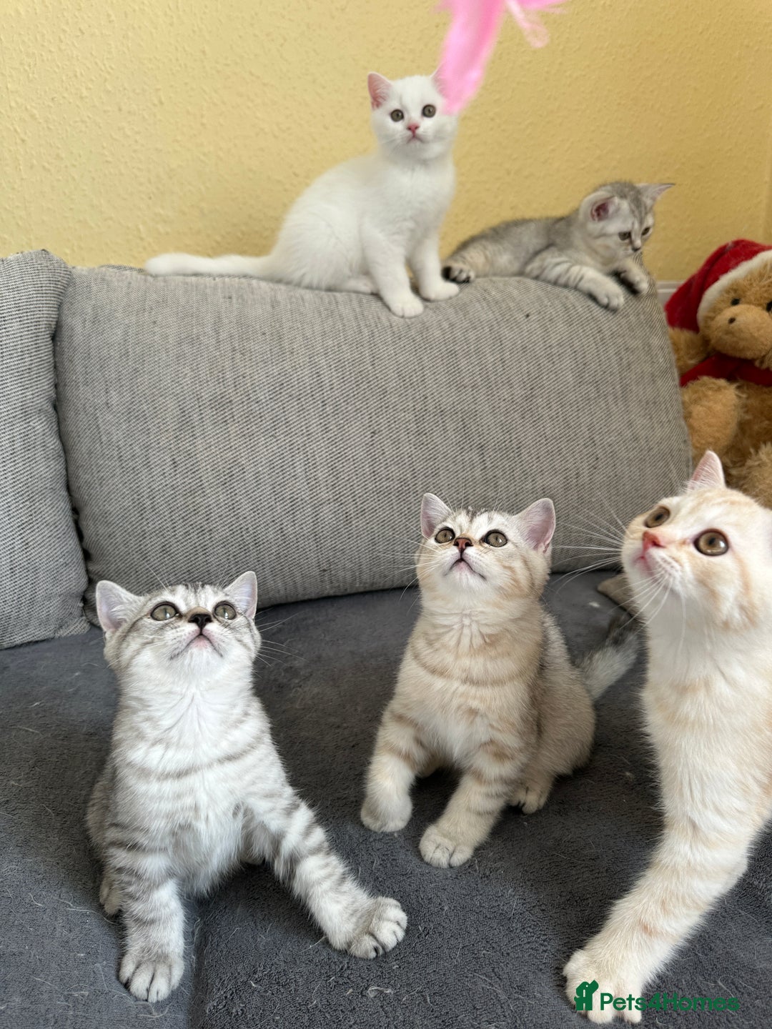 British Shorthair cats for sale: Stunning British Shorthair  - Image 30