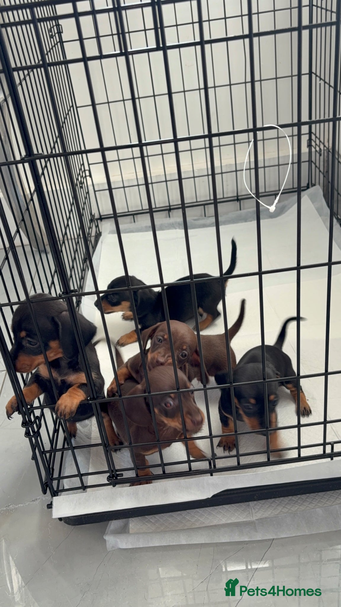 Dachshund dogs Dachshund puppies  - Advert 4