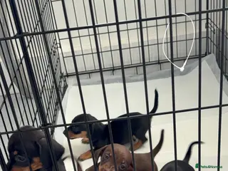 Dachshund dogs Dachshund puppies - Advert 12