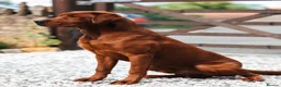Labrador Retriever dogs for sale: Darkest mahogany fox red labrador puppies for sale - Advert 11