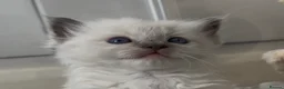 Ragdoll cats for sale: Stunning Ragdoll kittens  - Advert 18
