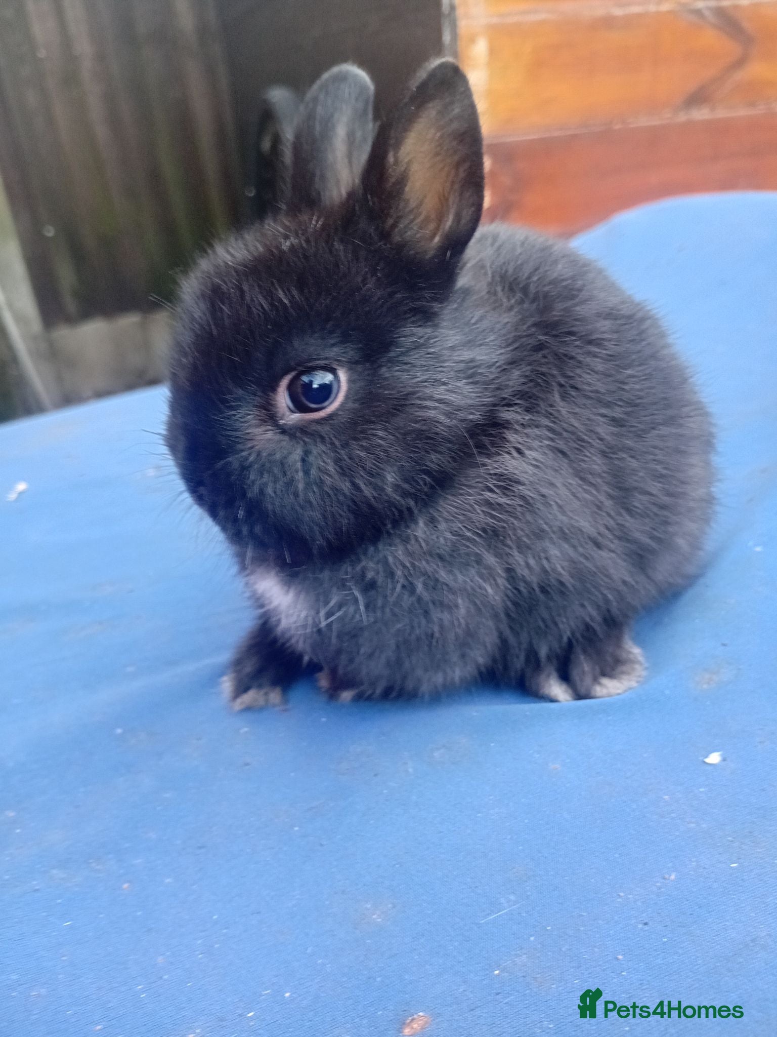 Netherland Dwarf rabbits Netherlands dwarf babys  - Advert 1