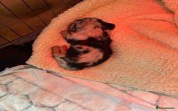 Miniature Dachshund dogs for sale: Family-Raised Miniature Long Haired Doxie Puppies - Image 6
