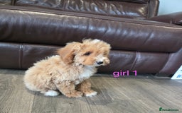 Cockapoo dogs for sale: Adorable cockapoo pups ready to go 🐶 - Image 6
