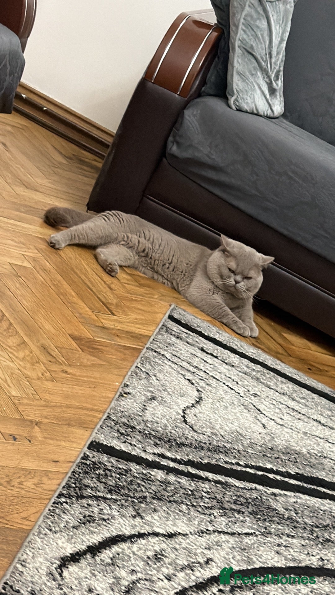 British Shorthair cats GCCF BRITISH SHORTHAIR KITTENS FOR SALE - Advert 1