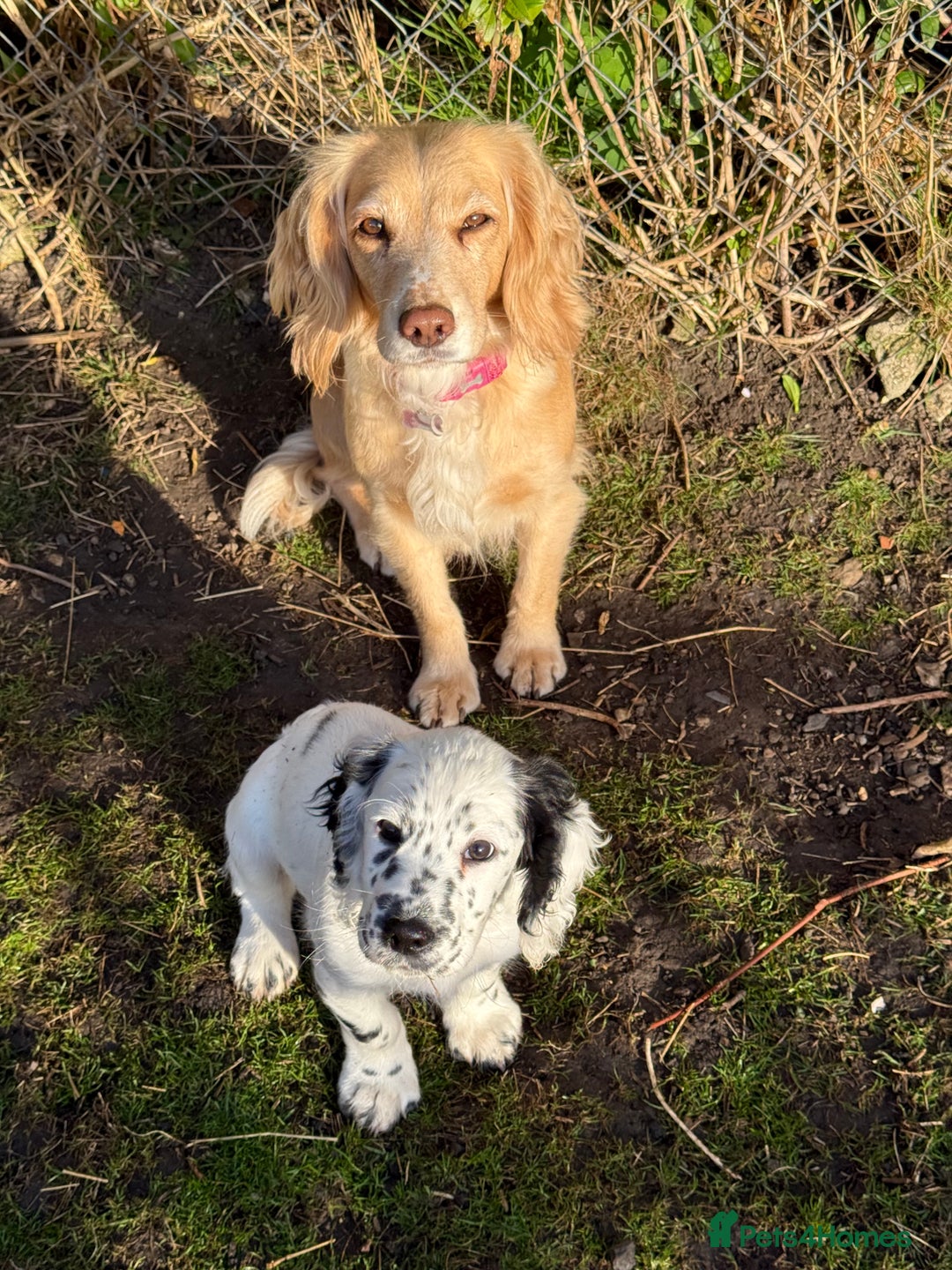 Cocker Spaniel dogs for sale: Male cocker spaniel  - Advert 6