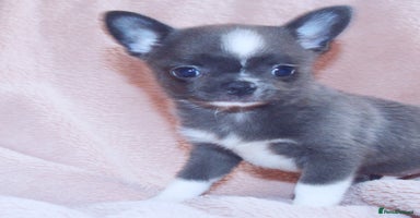 Chihuahua dogs - Advert 4