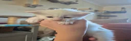 Maine Coon cats for sale: Beautiful Maine Coon baby floofs - Advert 23