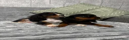 Cavalier King Charles Spaniel dogs for sale: KC Registered Health Tested CKCS Puppies - Advert 21