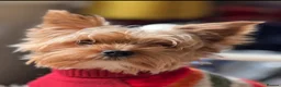 Yorkshire Terrier dogs for sale: Super Health tested Ocean Pearl /coloured Yorkies  - Advert 24