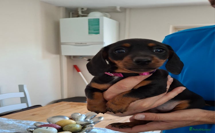 Dachshund dogs - Advert 2