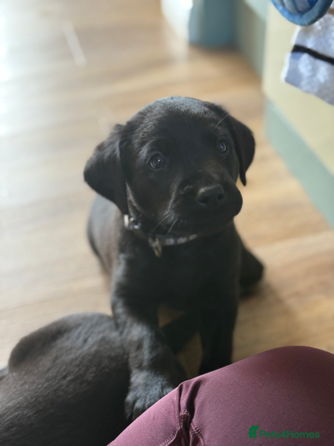 Labrador Retriever dogs for sale: Beautiful Black Labrador puppies in Cheltenham - Image 1