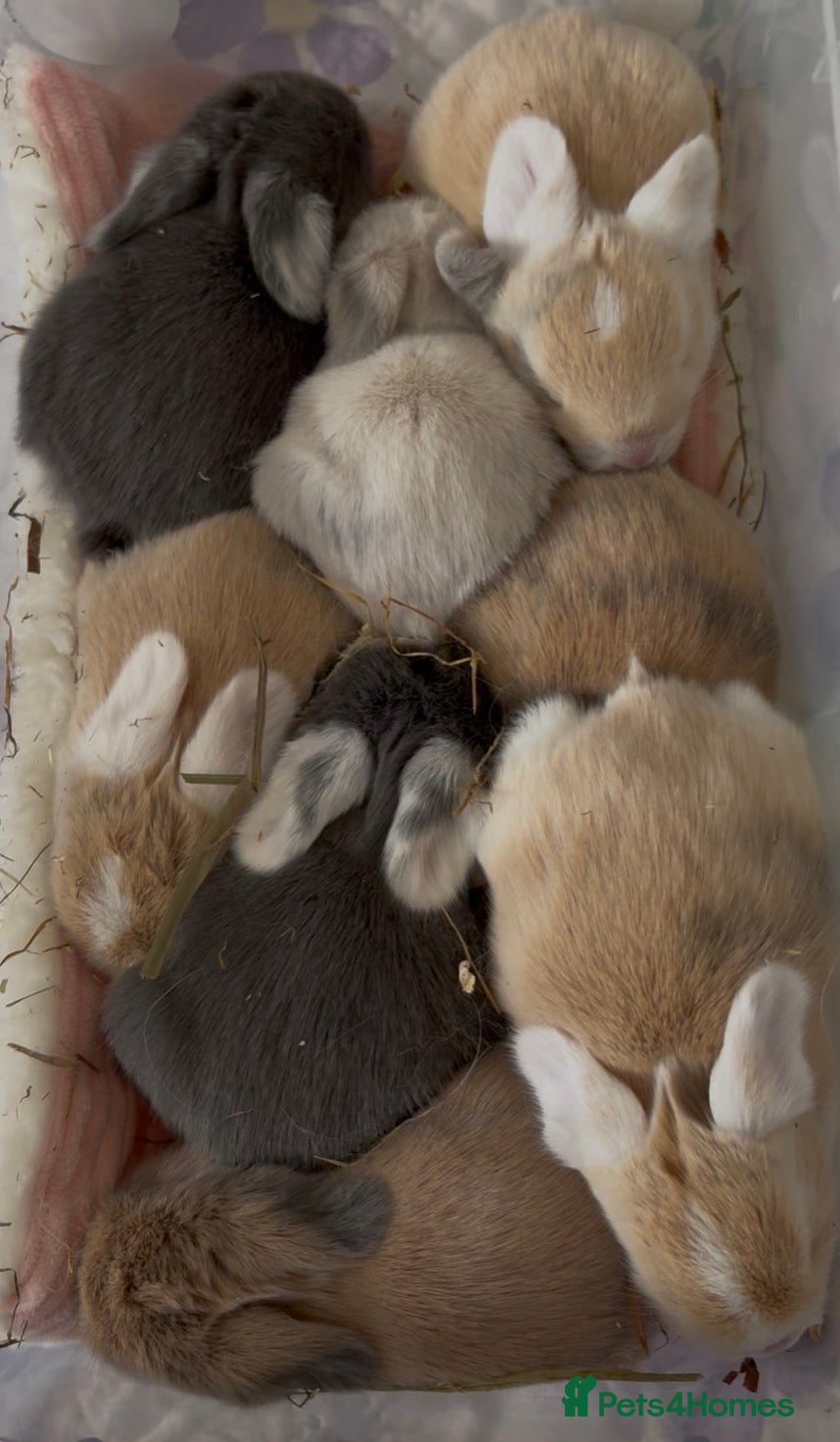 Mini Lop rabbits Baby Mini Lops  - Advert 18