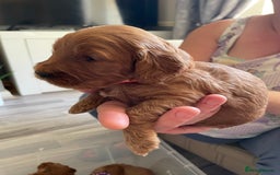 Cockapoo dogs for sale: * health tested through parentage*F1 Cockapoo - Image 13