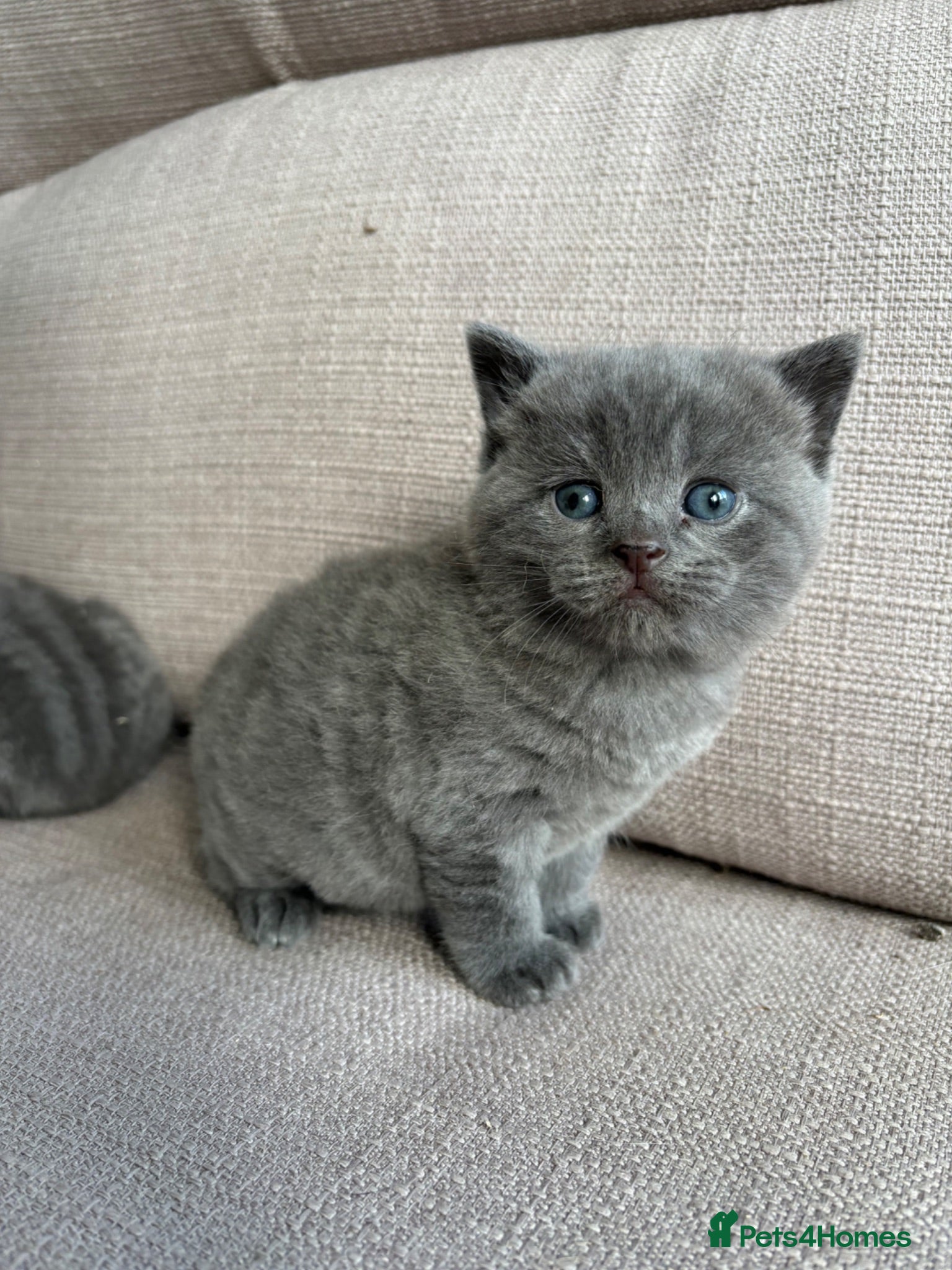 British Shorthair cats Social, playful BSH kittens  - Advert 1