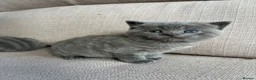 British Shorthair cats for sale: Social, playful BSH kittens  - Advert 1
