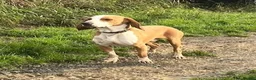 Mixed Breed dogs for adoption: Txiru  in Alfreton - Advert 6