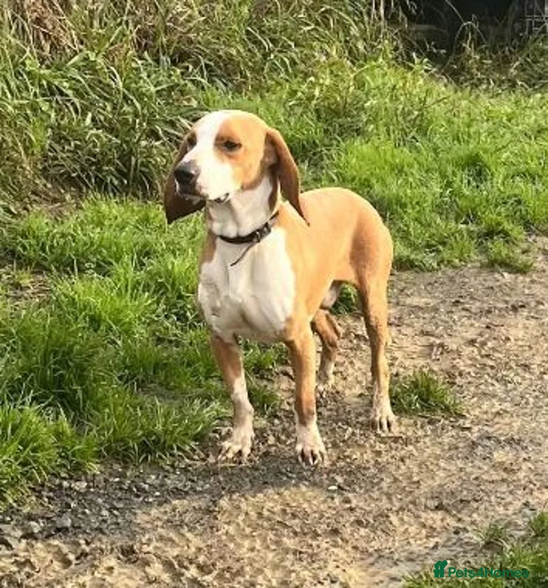 Mixed Breed dogs for adoption: Txiru  in Alfreton - Advert 6
