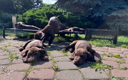 German Shorthaired Pointer dogs for sale: Mrs Dorota Sadowska - Image 14