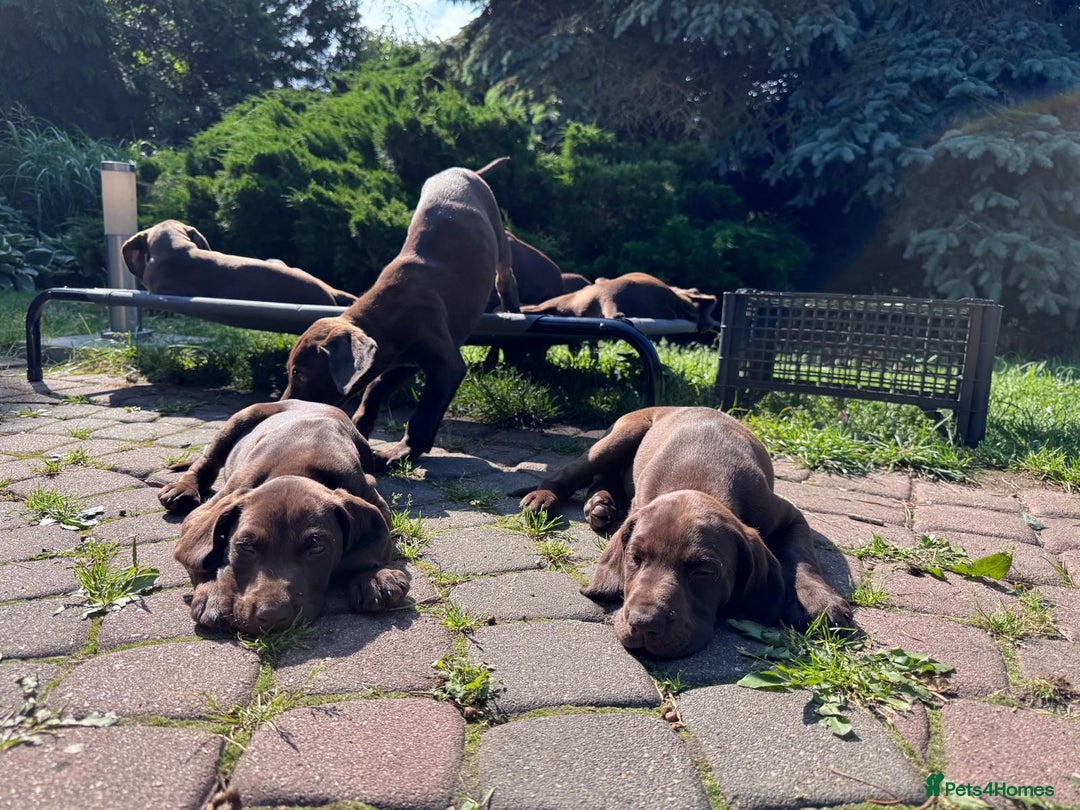 German Shorthaired Pointer dogs for sale: Mrs Dorota Sadowska - Image 14