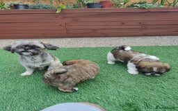 Shih Tzu dogs for sale: Shih-tzu - Image 6