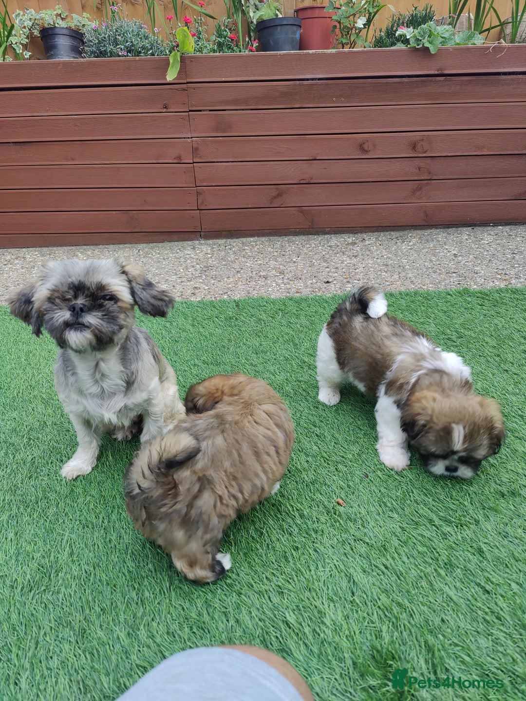 Shih Tzu dogs for sale: Shih-tzu - Image 6