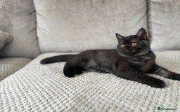 British Shorthair cats for sale: 🔥🖤 RARE BLACK SMOKED MALE BRITISH SHORTHAIR 🔥🖤 - Image 6