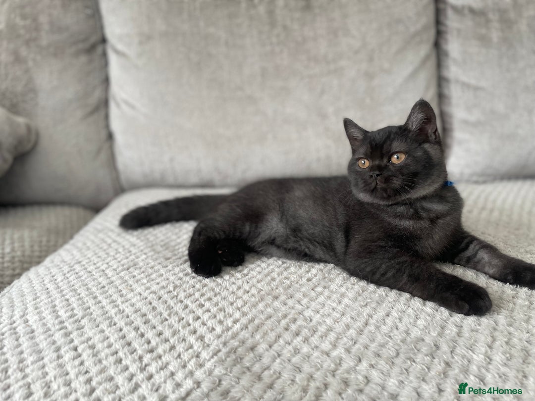 British Shorthair cats for sale: 🔥🖤 RARE BLACK SMOKED MALE BRITISH SHORTHAIR 🔥🖤 - Image 6