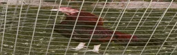 Chickens poultry for sale: 🌟Imported egg Aseel Rooster🌟 - Advert 8