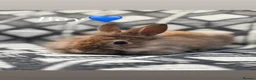 Lionhead rabbits for sale: Lionhead babies ready now 8 weeks old - Advert 5