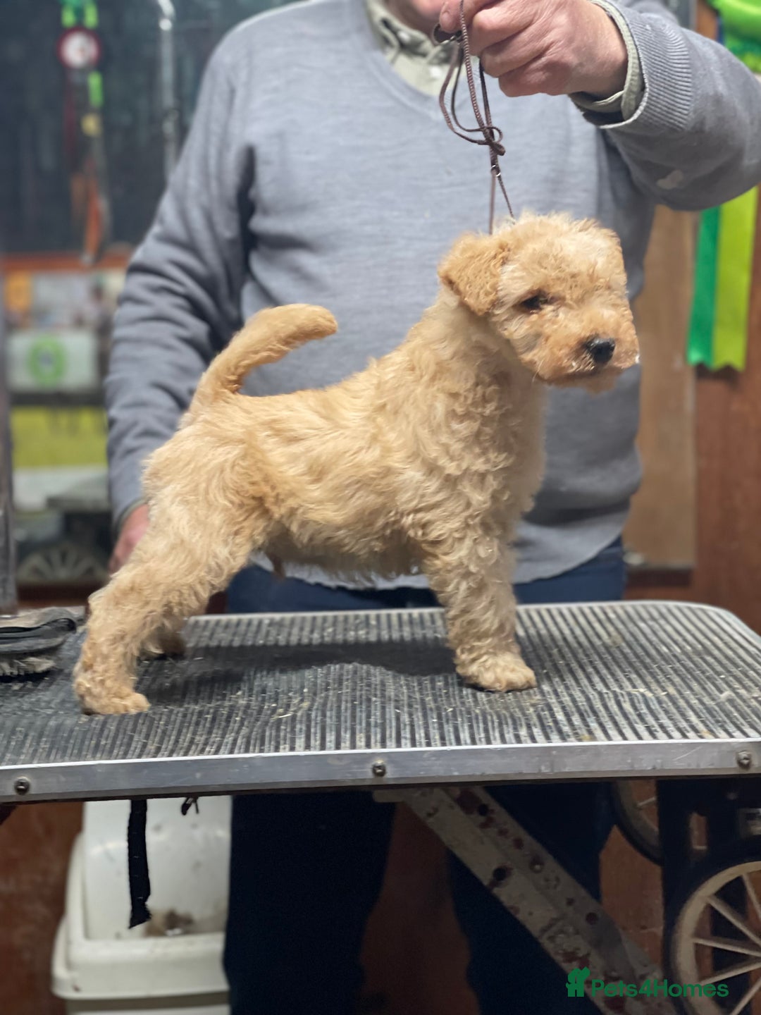 Lakeland Terrier dogs for sale: Stunning Lakeland Terrier Male  Puppies  - Advert 4