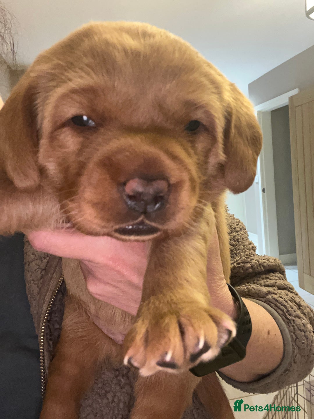 Labrador Retriever dogs for sale: KC Fox Red labradors - Advert 15