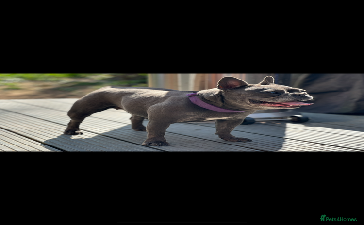 French Bulldog dogs - Advert 2