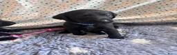Labrador Retriever dogs for sale: Labrador Retriever KC puppies - Advert 30