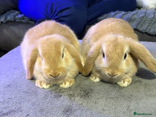 Mini Lop rabbits 🩷Beautiful Mini Lops🩷 - Advert 18