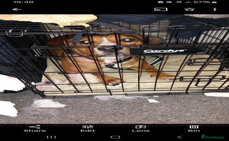 Mixed Breed dogs - Advert 3