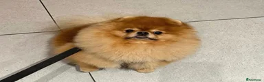 Pomeranian 1