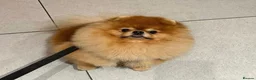 Pomeranian dogs for sale: Beautiful Pomeranian for Sale - Advert 1