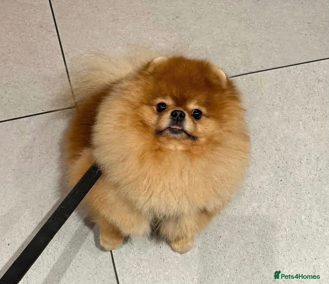 Pomeranian dogs for sale: Beautiful Pomeranian for Sale - Advert 1