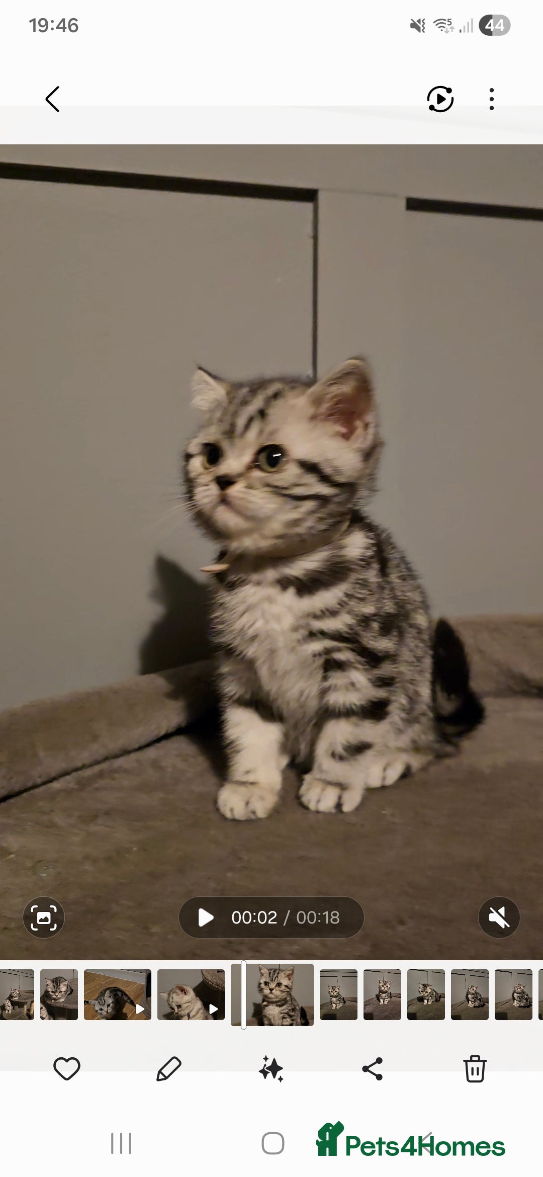 British Shorthair cats for sale: Beautiful bsh silver tabby kitten - Advert 5
