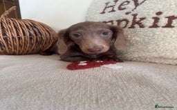 Miniature Dachshund dogs for sale: Miniature dachshund puppies  - Image 20