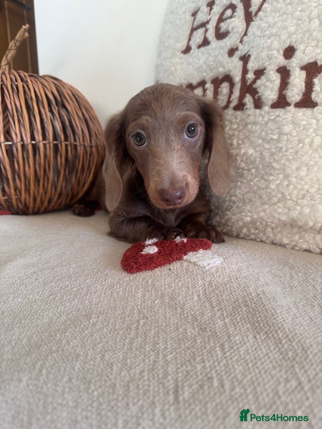 Miniature Dachshund dogs for sale: Miniature dachshund puppies  - Image 20