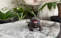 Staffordshire Bull Terrier dogs for sale: 🔷 Pharaon Champion Line Pups 🔷 in Wolverhampton - Image 23