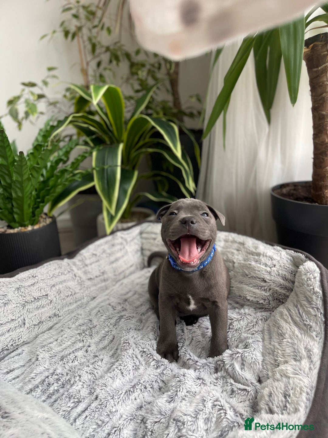 Staffordshire Bull Terrier dogs for sale: 🔷 Pharaon Champion Line Pups 🔷 in Wolverhampton - Image 23