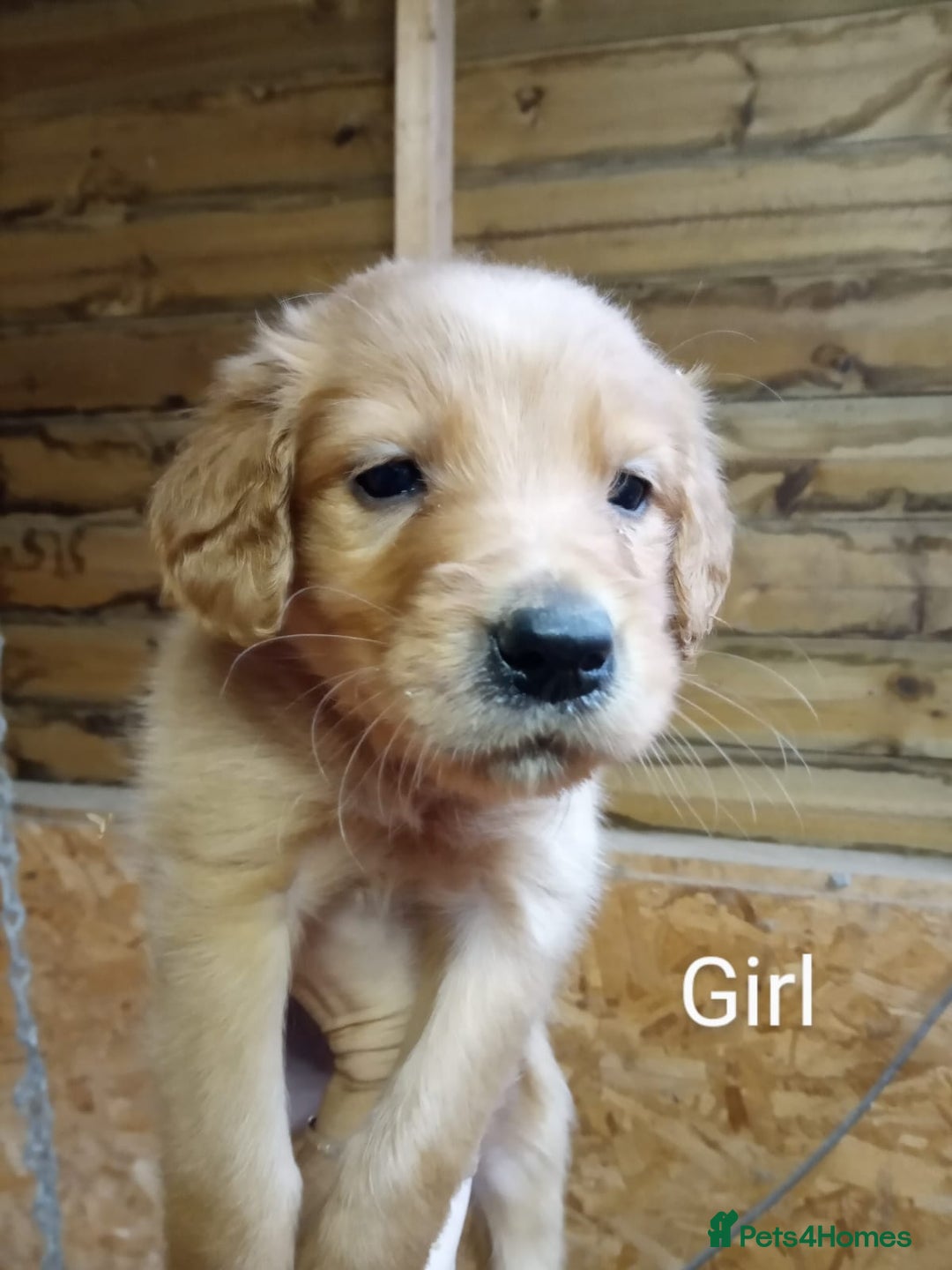 Mixed Breed dogs for sale: 9 Irish setter X lurcher pups - Image 2